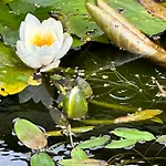 Lexham Garden