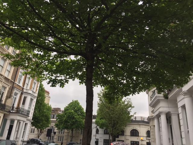 Kensington And London