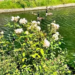 Amazing Location - City Of London- 2 Bedroom Stunning Canal View House With Private Garden,Parking & Balcony