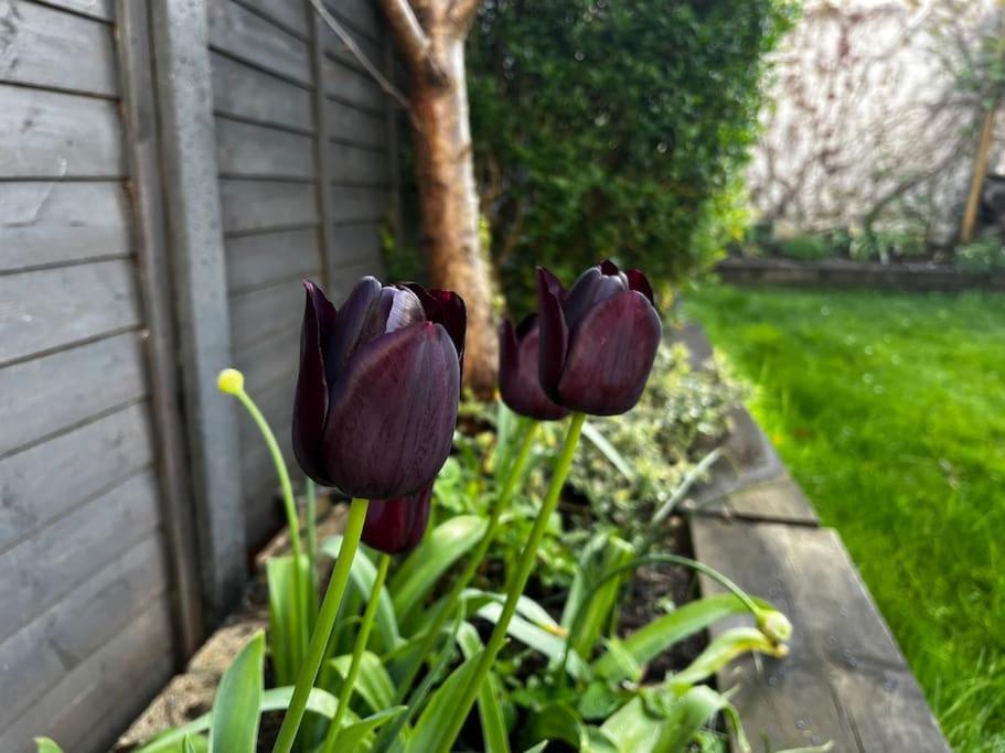 A Beautiful And Welcoming And Garden * London