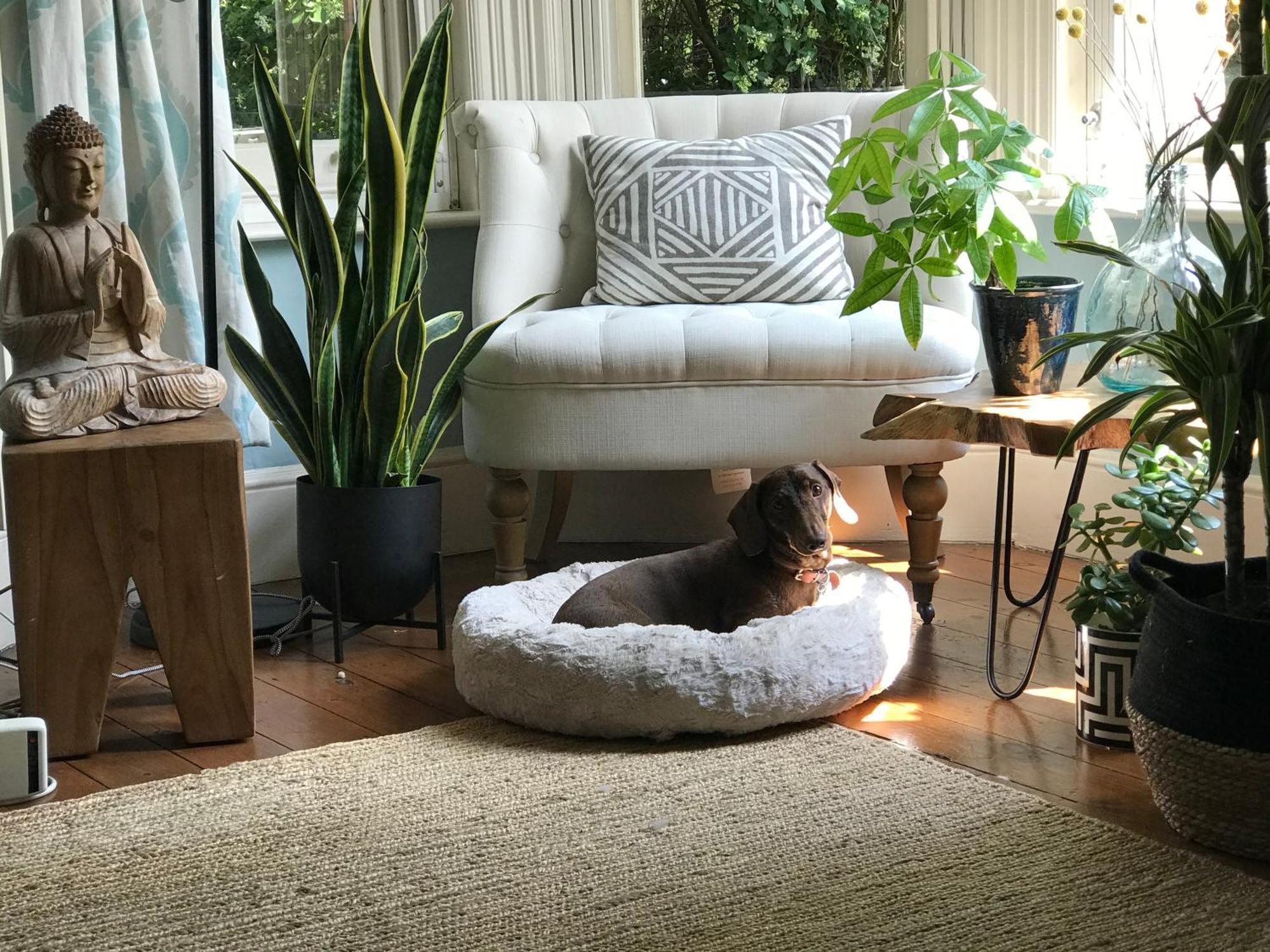 Dawn And Dudley The Sausage Dog's Parkside