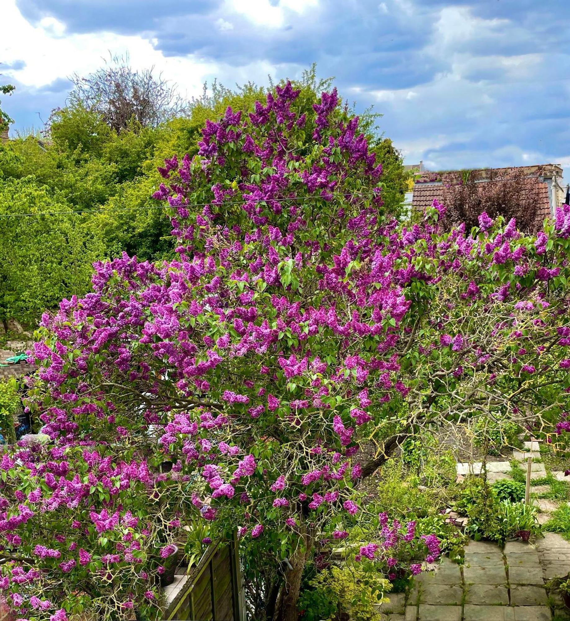 Luxurious House Near Excel- Air Conditioning, 9 Beds, 2 Baths, Garden, Fast Wifi Gasthuis Londen