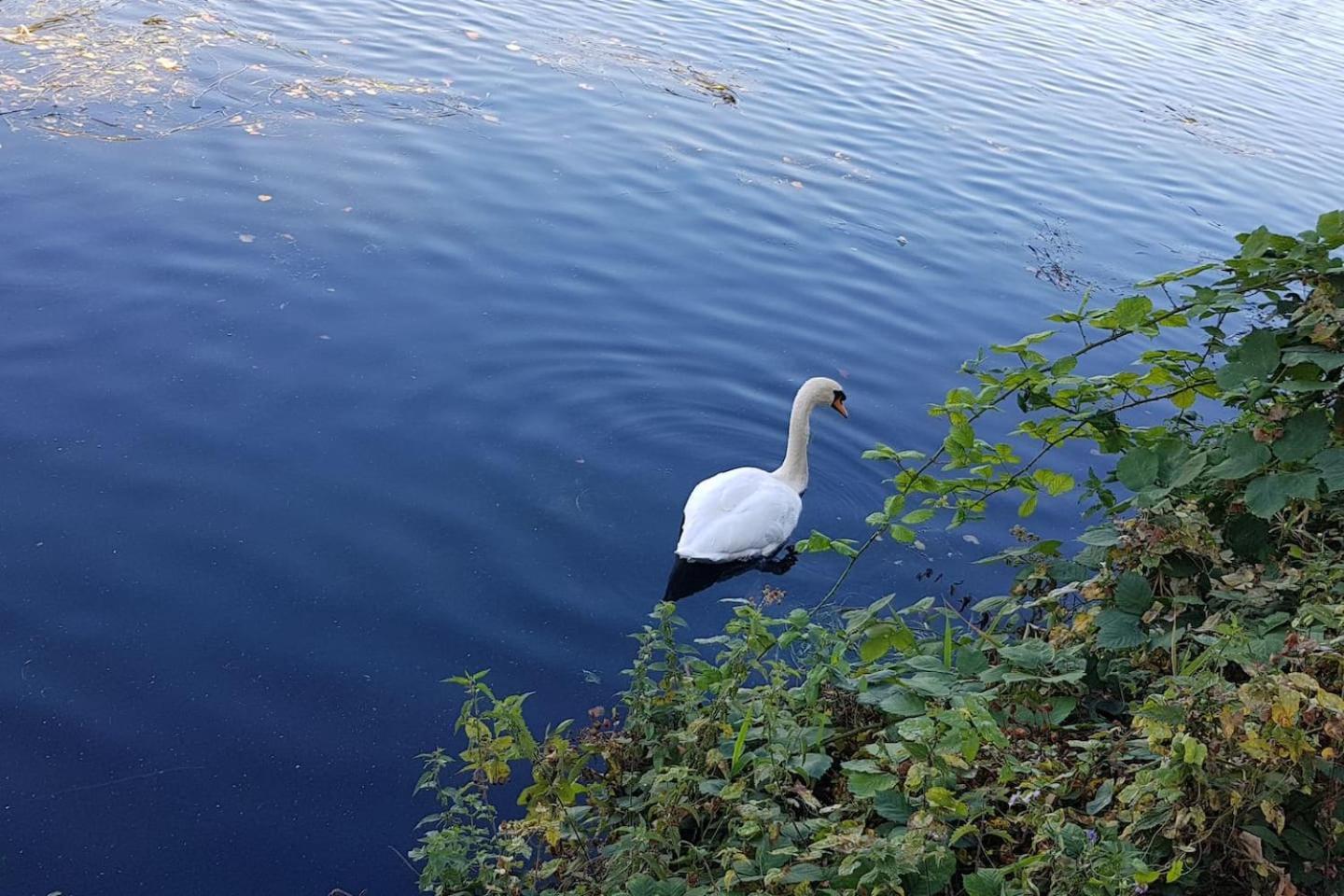 Idyllic Flat Over River Lea *