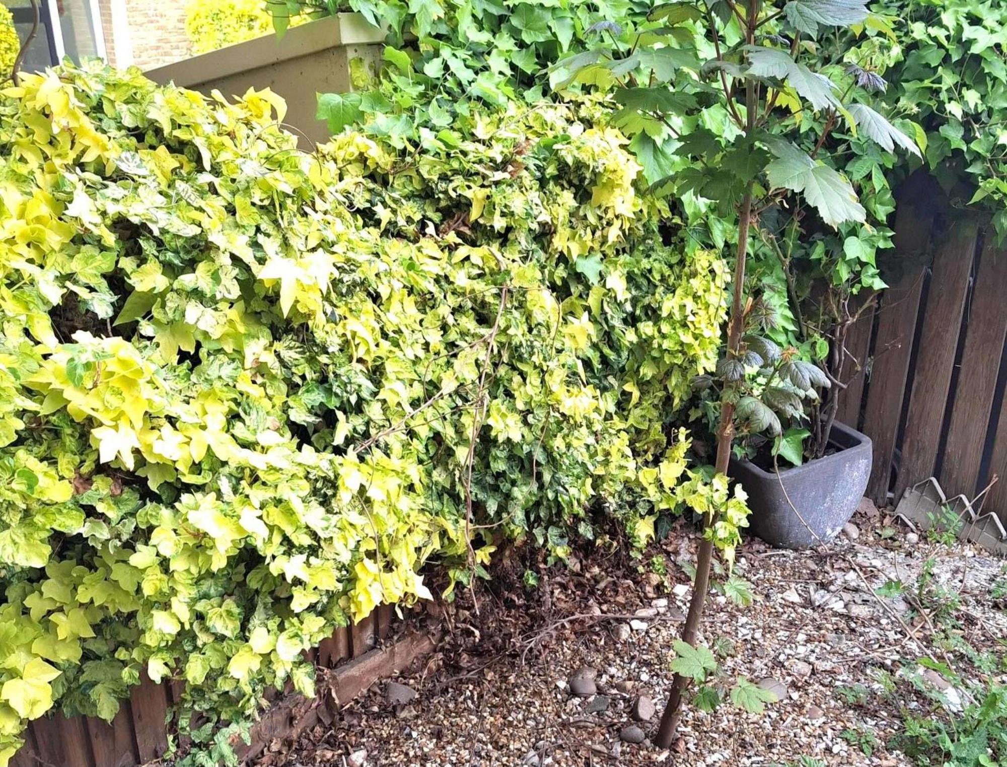 Housesleeps7-parking-garden-citybreak-peckham Arts *