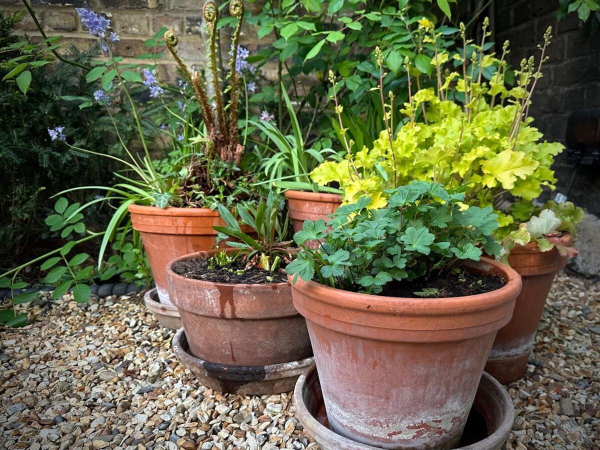 Apartment Large 1 Bd Period Garden Flat, Kings Cross - Camden *