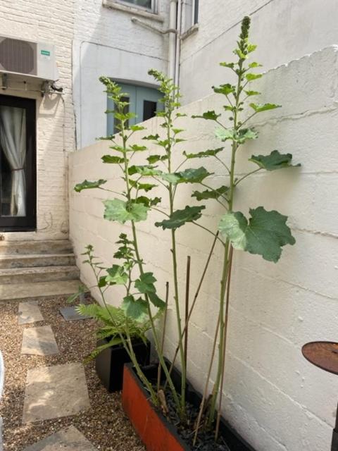 Apartment Joivy Cozy 1 Bed Flat With Garden In North Kensington