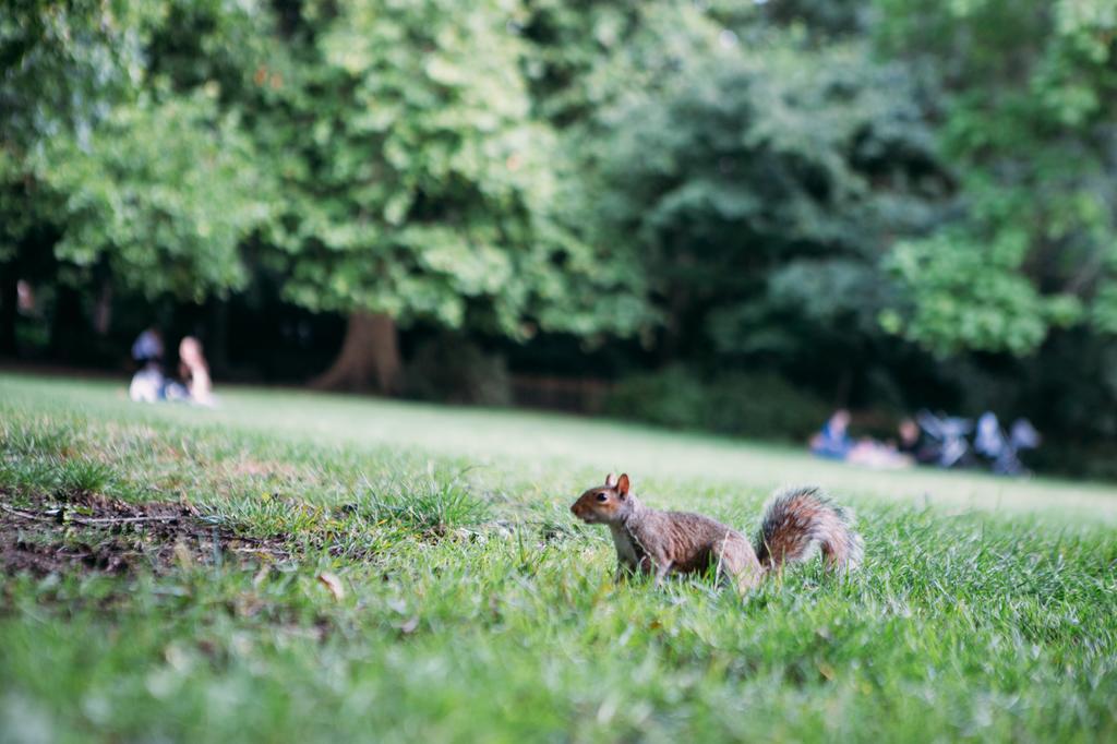 Safestay Kensington Holland Park (adults Only) Hostel