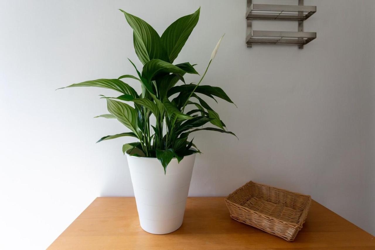 Fantastic 2bd Garden Flat In South London! Appartement *